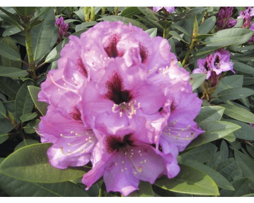 Blüte einer Rhododendron Pflanze im Detail.