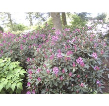 Blühender Rhododendronstrauch im Garten