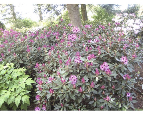 Blühender Rhododendronstrauch im Garten