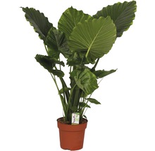 Alocasia Zimmerpflanze in einem Topf