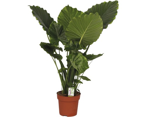 Alocasia Zimmerpflanze in einem Topf