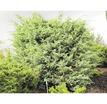 Wacholderbusch im Garten