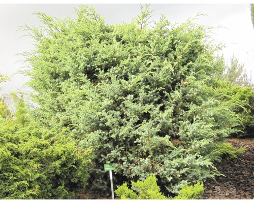 Wacholderbusch im Garten