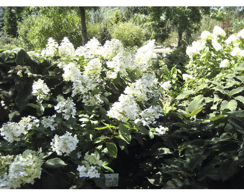 Garten mit blühenden Hortensienbüschen