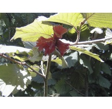 Haselstrauch mit Blättern und Blüte