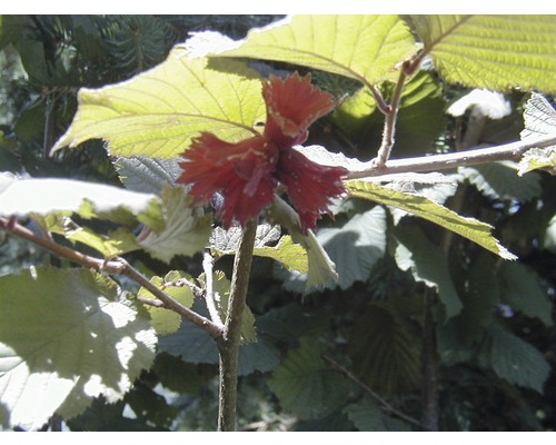 Haselstrauch mit Blättern und Blüte