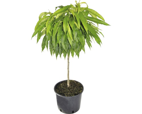 Bio Zwerg-Pfirsich FloraSelf Bio Prunus persica 'Bonanza' Stammhöhe 40 cm Gesamthöhe ca. 60-80 cm Co 7,5 L selbstfruchtend