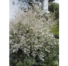 Harlekinweide im Garten