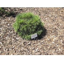 Kugelkiefer im Gartenbeet mit Namensschild