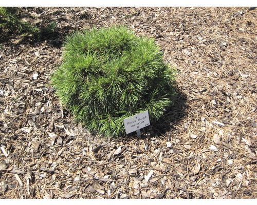 Kugelkiefer im Gartenbeet mit Namensschild