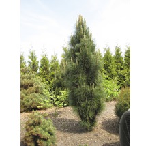 Eine Kiefer mit grünen Nadeln steht im Garten.