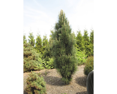 Eine Kiefer mit grünen Nadeln steht im Garten.