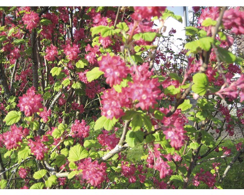 Blühende Zierjohannisbeere im Garten