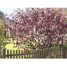 Blutroter Hartriegel Strauch im Garten