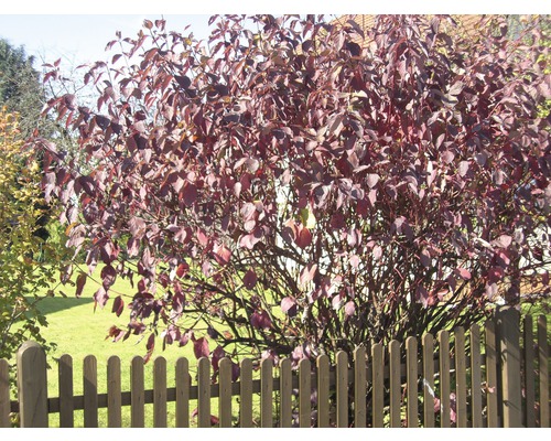 Blutroter Hartriegel Strauch im Garten