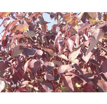 Nahaufnahme eines Roten Hartriegelstrauchs im Garten.