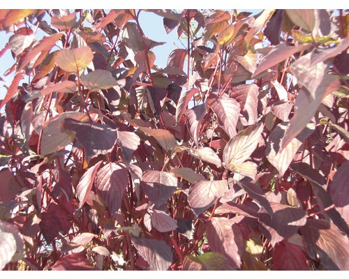 Nahaufnahme eines Roten Hartriegelstrauchs im Garten.