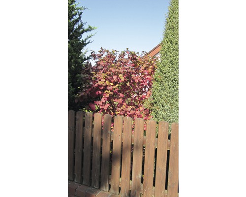 Gartenszene mit Zierstrauch und Holzzaun