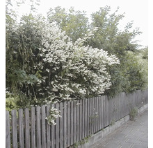 Blühende Hecke aus Strauchveronika über einem Holzzaun