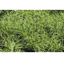 Ziergras Weißgestreifte Japan-Segge/Carex morrowii 'Ice Dance' 3 L-Topf