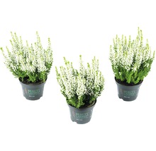 Drei weiße Heidekräuter in Töpfen