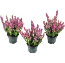 Drei Erika Pflanzen im Topf