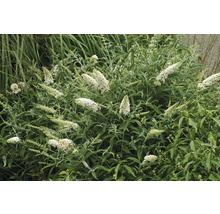 Schmetterlingsstrauch mit weißen Blüten
