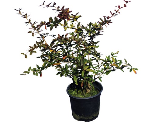 Heckenpflanze Großblättrige Berberitze/Berberis julinae 30/40 cm 3 L-Topf ab 8 Stück