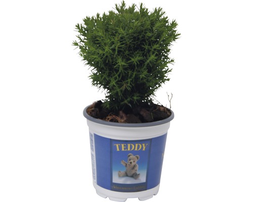 Kuschel-Lebensbaum FloraSelf Thuja occidentalis 'Teddy' H 5-10 cm Ø 10 cm Topf Teddy-Zypresse im Topf