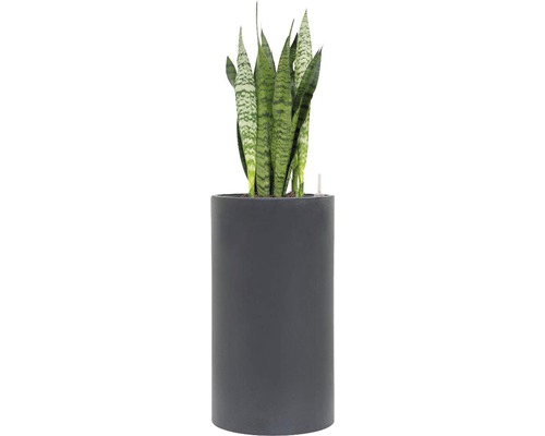 bepflanzte Topf mit Bogenhanf gesamt H 90-100 cm B Pflanze ca. 25 cm Ø Topf 30 cm Sansevieria Pflanze im Topf