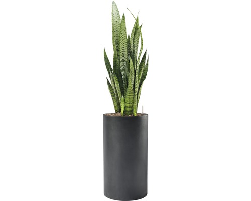 Zimmerpflanze Sansevieria im Topf