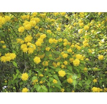 Blühender Goldröschenstrauch im Garten