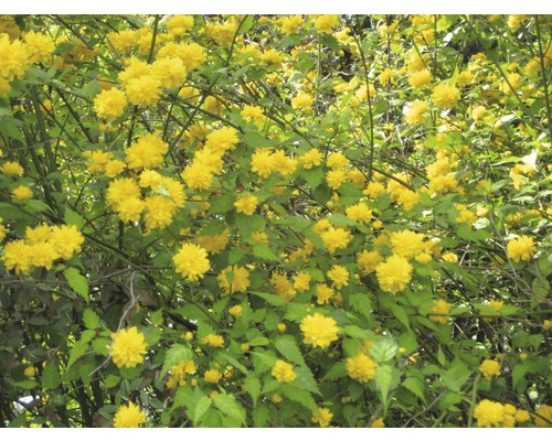 Blühender Goldröschenstrauch im Garten