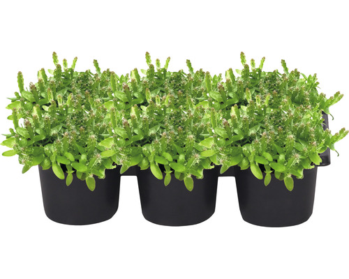 Minipflanzen-Set Drachenfrucht Ø 7 cm Topf 6 Stk