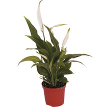 Minipflanzen-Set Einblatt Spathiphyllum 'Pearl' Ø 7 cm Topf 6 Stk.