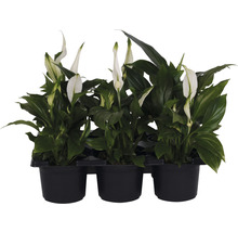 Minipflanzen-Set Einblatt Spathiphyllum 'Pearl' Ø 7 cm Topf 6 Stk.