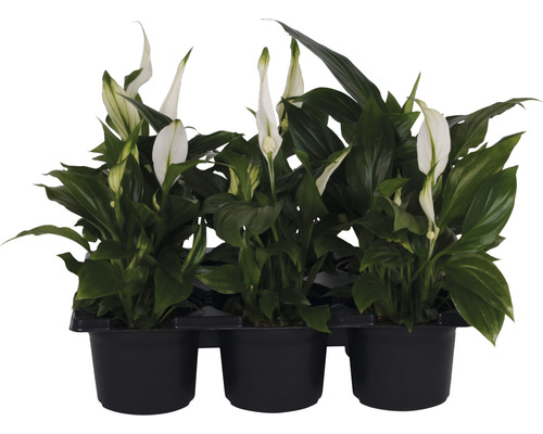 Minipflanzen-Set Einblatt Spathiphyllum 'Pearl' Ø 7 cm Topf 6 Stk.