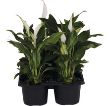 Minipflanzen-Set Einblatt Spathiphyllum 'Pearl' Ø 7 cm Topf 6 Stk.