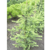 Europäische Lärche auf dem Feld