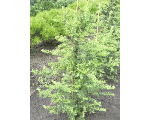 Ziergehölz Korkenzieher-Lärche 'Diana' 40/60 cm, im Topf Europäische Lärche auf dem Feld