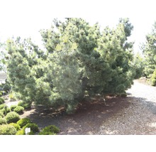 Mehrere Kiefern im Garten.