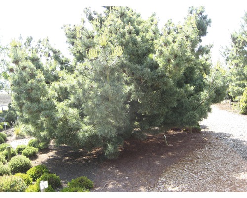 Mehrere Kiefern im Garten.