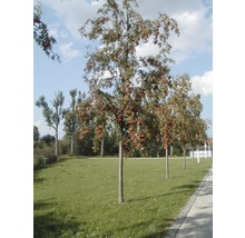 Reihe von Ebereschen auf einer Rasenfläche