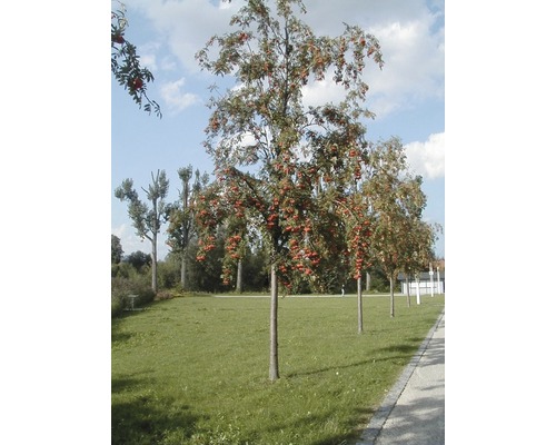 Reihe von Ebereschen auf einer Rasenfläche