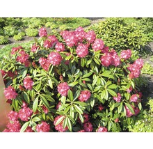 Rhododendronbusch mit pinkfarbenen Blüten im Garten