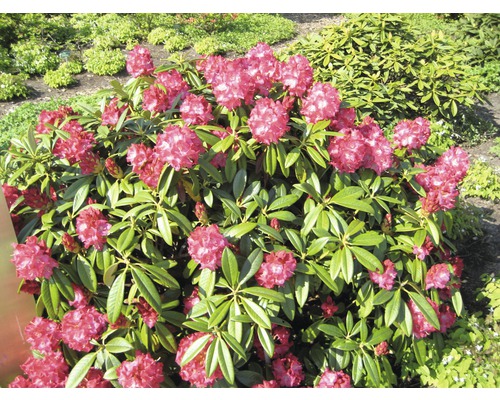 Rhododendronbusch mit pinkfarbenen Blüten im Garten