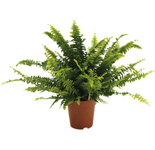 Nephrolepis Zimmerfarn in einem Topf