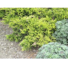 Wacholderbusch im Garten