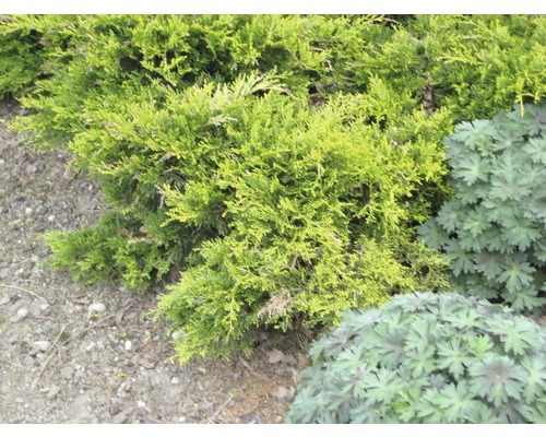 Wacholderbusch im Garten