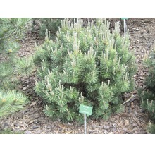 Kieferpflanze im Gartenbeet